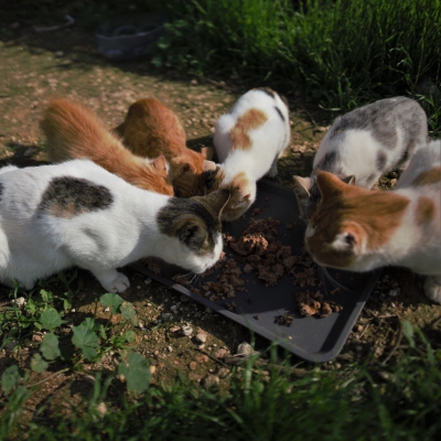 Cats Eating